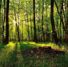 将图片加载到图库查看器,(团号:03)【金牌怡享】红木国家公园+火山口湖国家公园+俄勒冈州 3日游