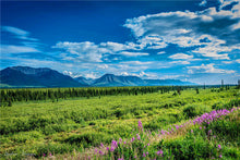 将图片加载到图库查看器,阿拉斯加 安克雷奇 迪纳利 7天6晚探索国家公园 (团号:AST-SADA7)